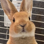 VanillaPrime's Avatar